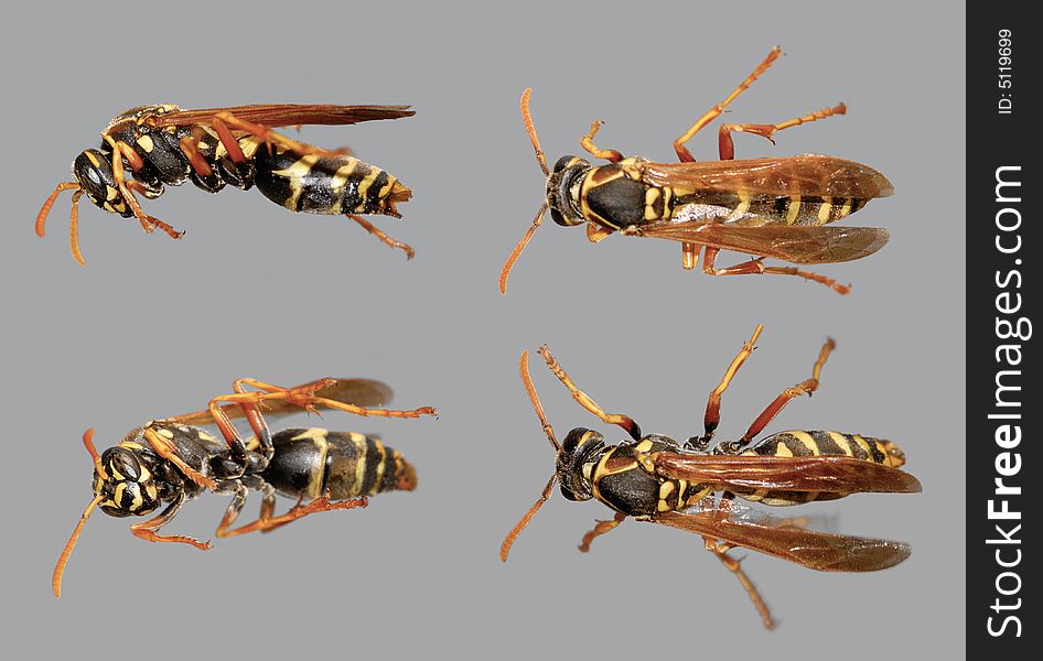 Wasp Collection