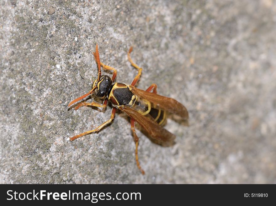 A close up shot of wasp