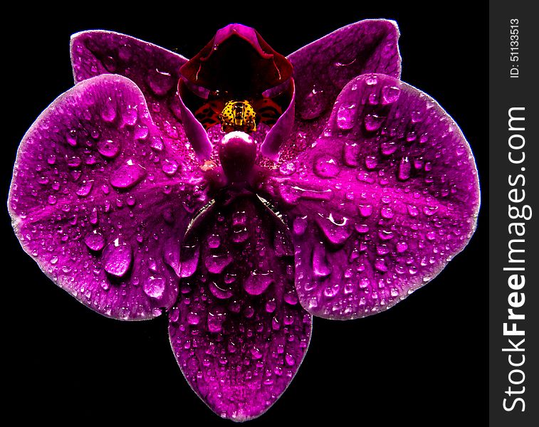 Orchid flower and water drops