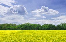 Canola Field Stock Photo Canola Field Stock Photo