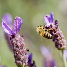 Honey Bee And Lavender Stock Photography Honey Bee And Lavender Stock Photography