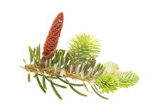 Young Conifer Stock Photos Young Conifer Stock Photos