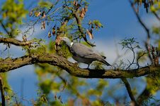 Pigeon Stock Photo Pigeon Stock Photo
