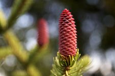 Baby Pinecone Royalty Free Stock Images