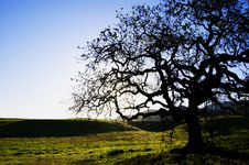 Oak Tree Stock Photos Oak Tree Stock Photos