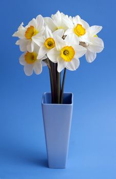 Narcissus. Stock Image Narcissus. Stock Image
