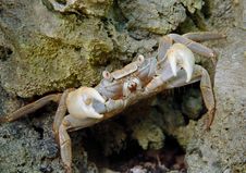 Crab On The Defence Royalty Free Stock Photo Crab On The Defence Royalty Free Stock Photo
