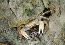 Crab On The Defence Stock Image Crab On The Defence Stock Image