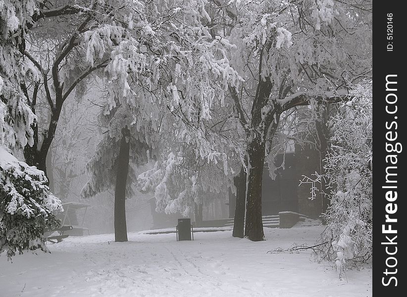 Winter scene in mountain forest