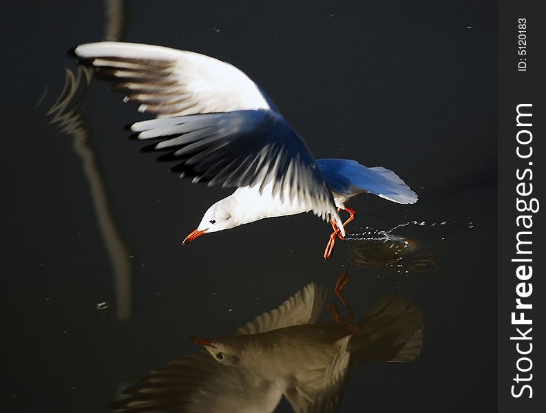 River gull landing on water
