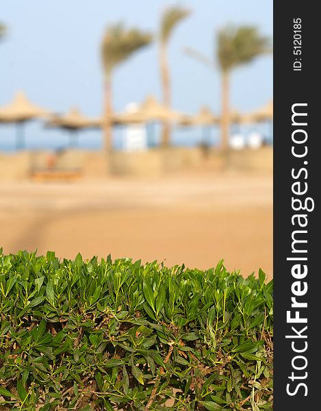 Photo green bush on the beach. Focus to the fore. Place text on top. vertical orientetion. Photo green bush on the beach. Focus to the fore. Place text on top. vertical orientetion.