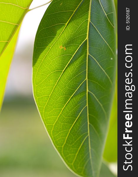 Closeup leaves