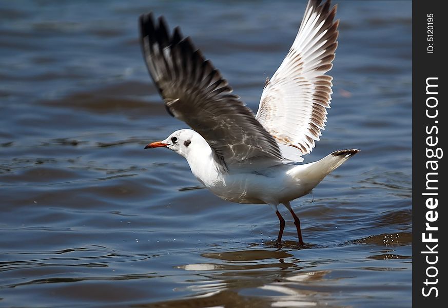 River gull landing on water