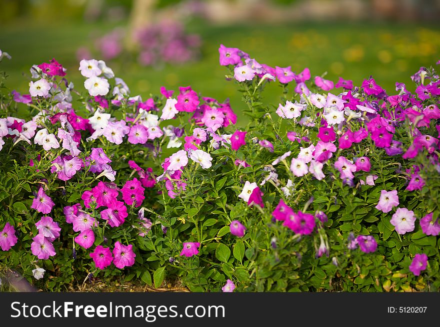 Flower bushes in the foreground. The photo much space for the text above - grass and trees out of focus. Horizontal orientation. Flower bushes in the foreground. The photo much space for the text above - grass and trees out of focus. Horizontal orientation.