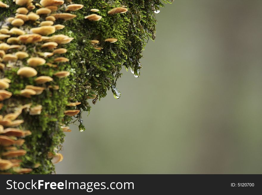 Close up of a waterdrop on a moss covered tree