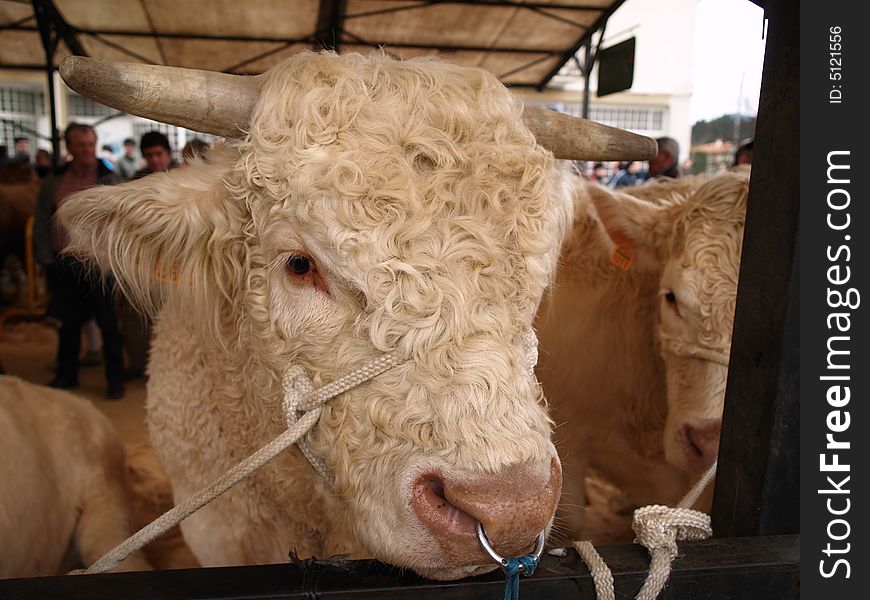 Cow in a rural market in the Basque Country, Spain