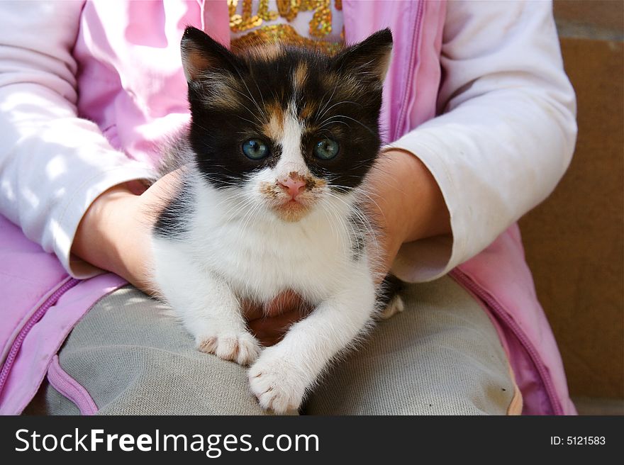 This is a european kitten in the hands of a child