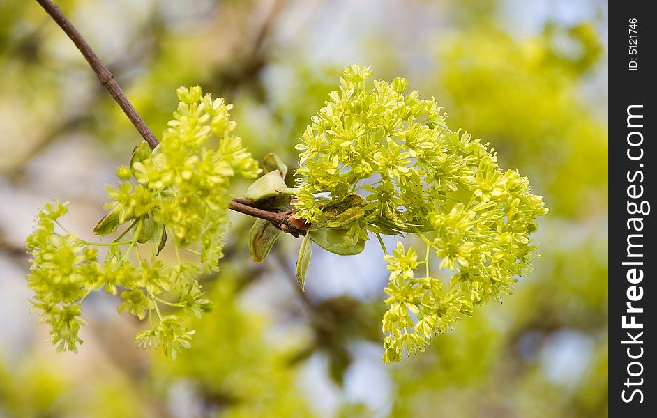 Maple branch with flowers in spring. Maple branch with flowers in spring