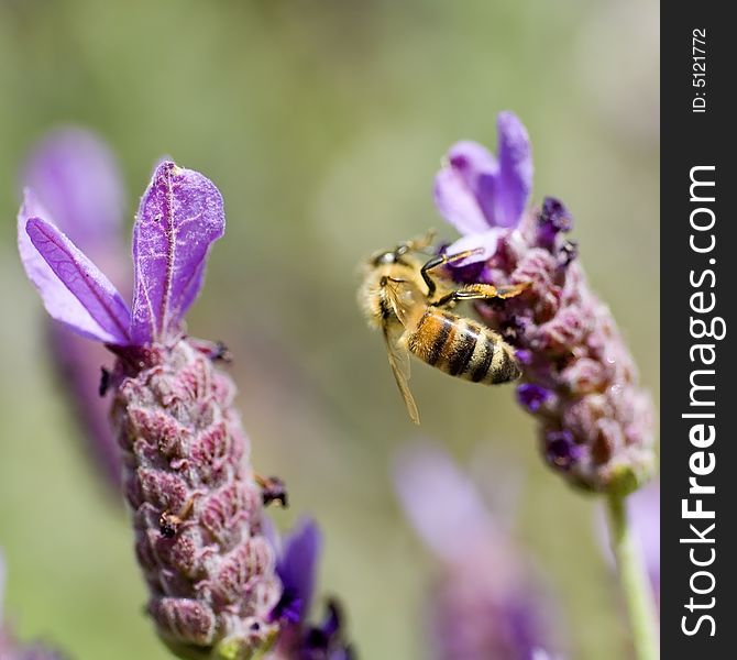 Close-up of honey bee on french lavender. Close-up of honey bee on french lavender