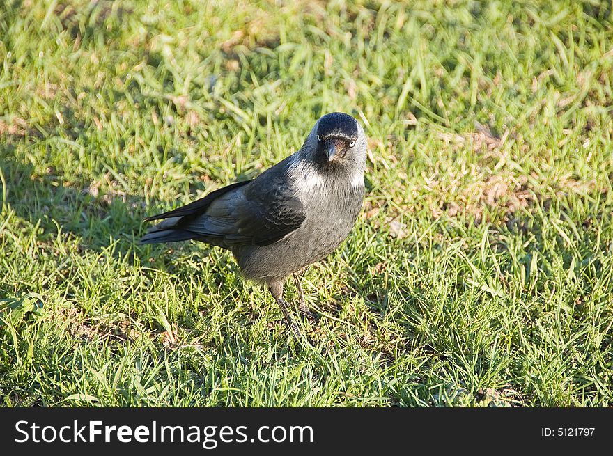 Jackdaw to sunlight flooded meadow looking for food. Jackdaw to sunlight flooded meadow looking for food