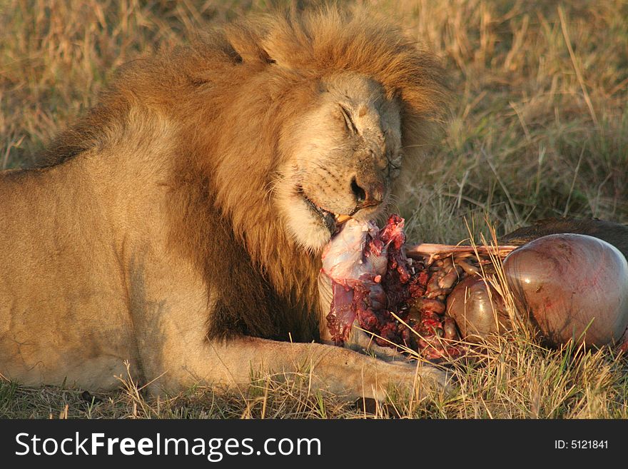 Lion With Prey Free Stock Images &amp; Photos 5121841
