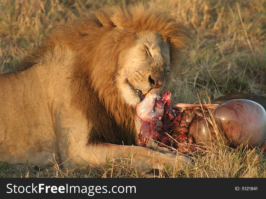 Lion with prey, Lion feeding, Savanna, Maasai National Reserve, Southwestern Kenya, Africa