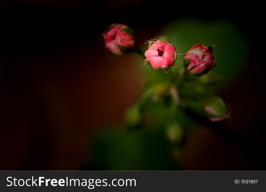 Beautiful background Image of a pink Baby geranium