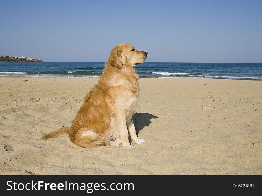 Golden Retriever sitting on the beach