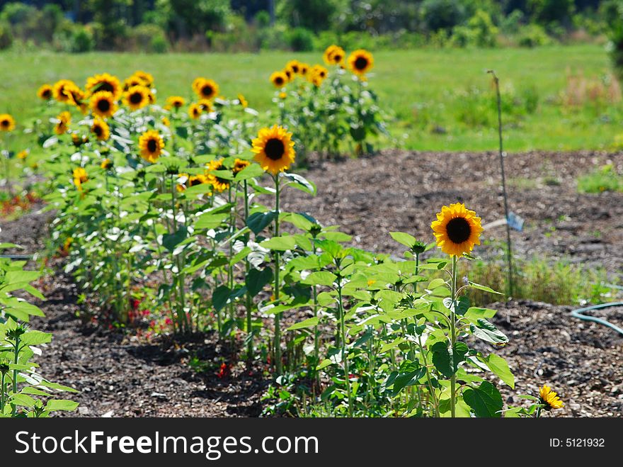 A row of sunflowers growing in a rural setting. A row of sunflowers growing in a rural setting.