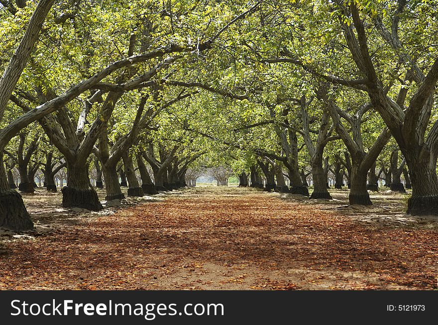 A picture of a lovely Orchard. A picture of a lovely Orchard.