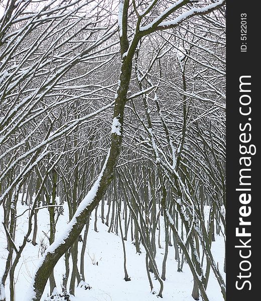 Snowy trees in a forest that creates an arch. Snowy trees in a forest that creates an arch