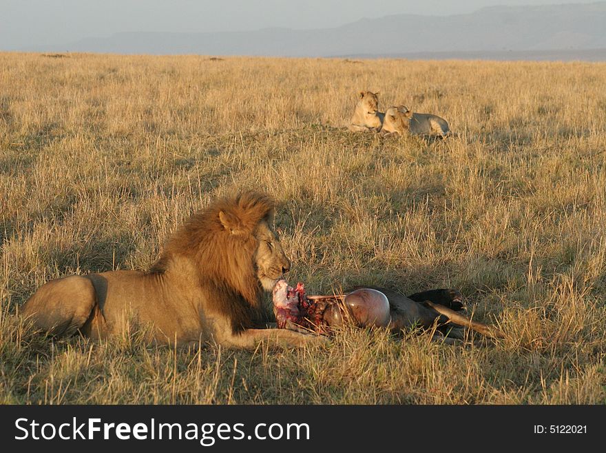 Lion with prey, Lion feeding, Savanna, Maasai National Reserve, Southwestern Kenya, Africa