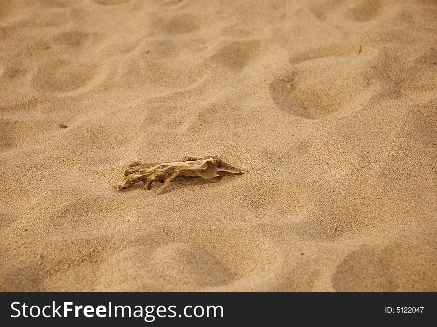 One snag on the sunny sand. One snag on the sunny sand