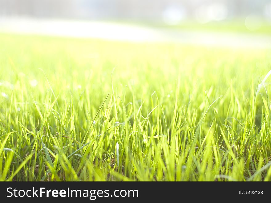 Natural beautiful green grass with shallow DOF and nice bokeh lit by bright sun. Natural beautiful green grass with shallow DOF and nice bokeh lit by bright sun