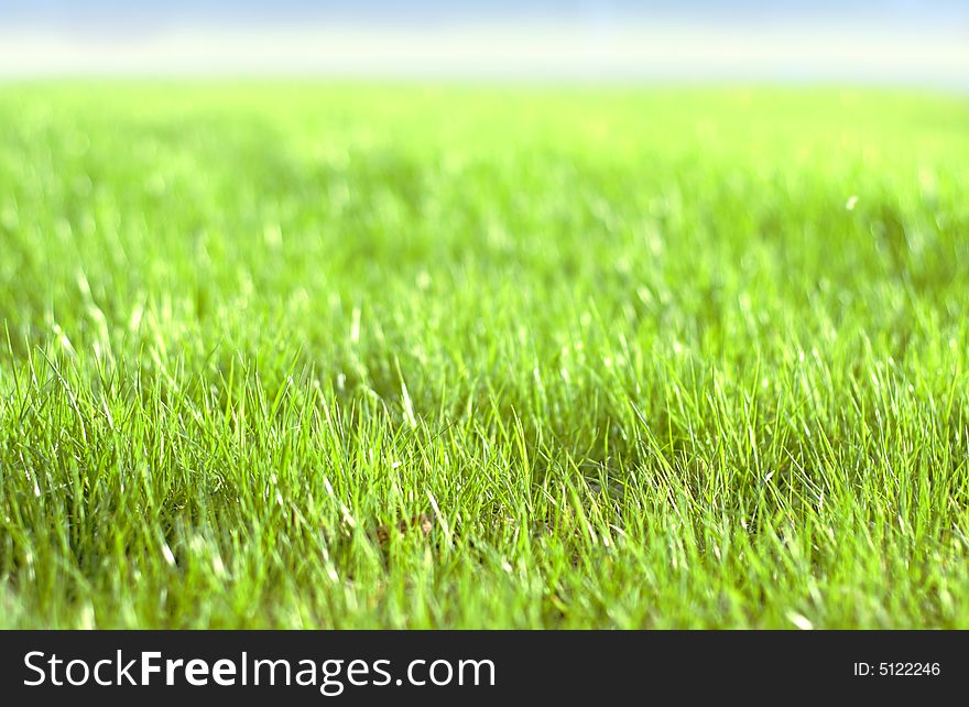 Green Vibrant Bright Grass