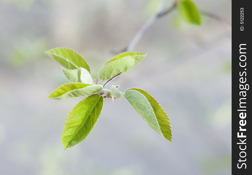 Green leaves on a tree