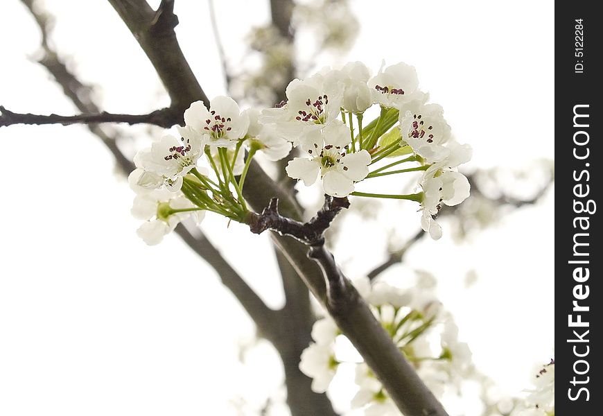 A close-up on a white background of Spring tree blossoms. A close-up on a white background of Spring tree blossoms.