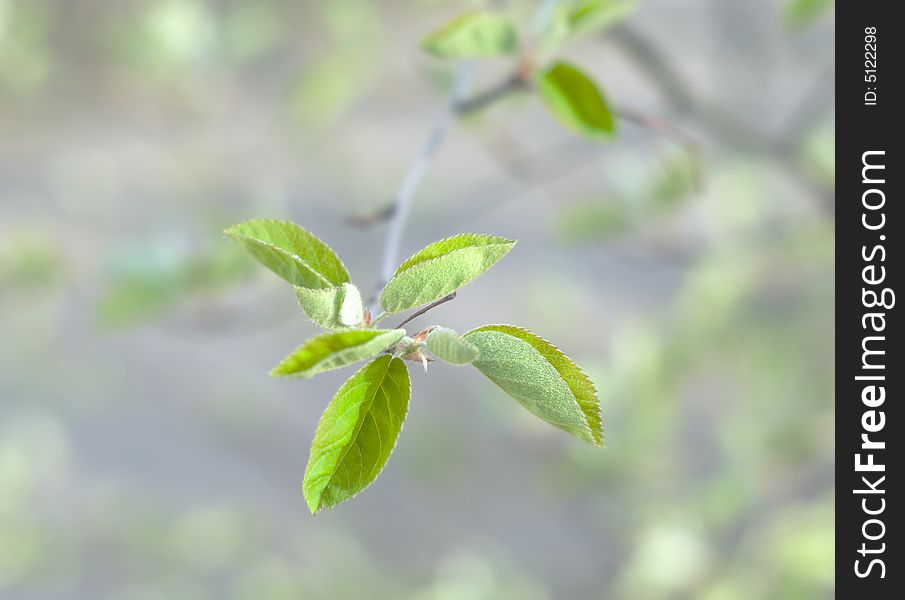 Closeup of vibrant green leaves on tree. Closeup of vibrant green leaves on tree