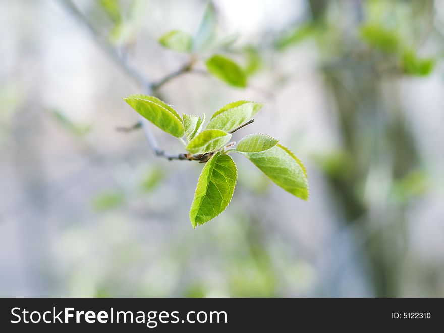 Green Leaves On A Tree