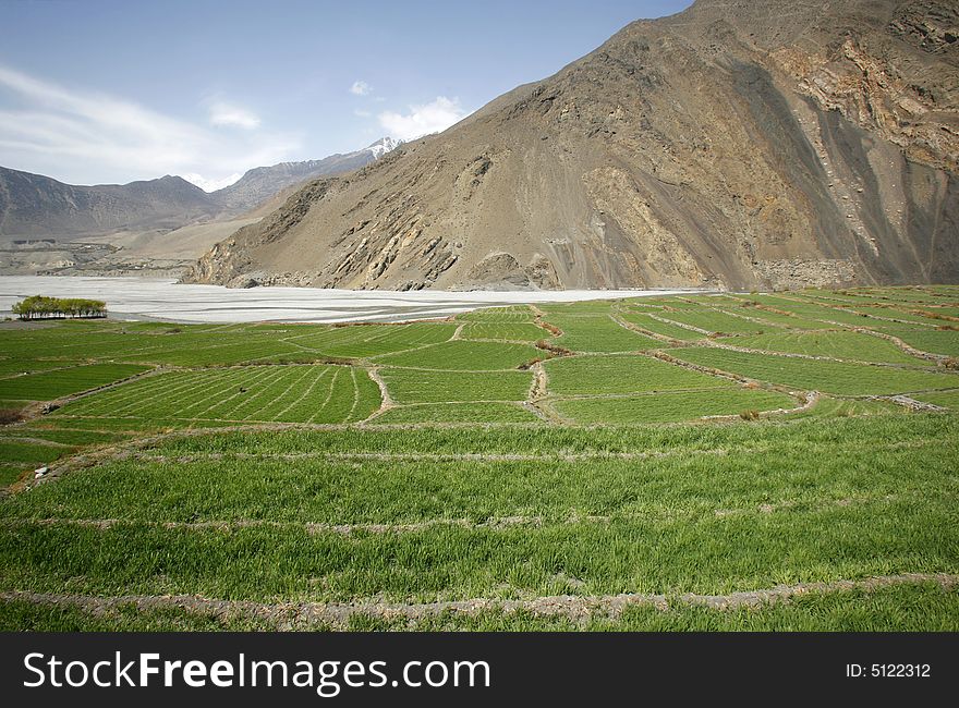 Panorama view of green paddy fileds and mountain in the himalayas, annapurna, nepal