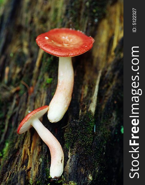 Beautiful mashrooms grow on a tree, southeast of china