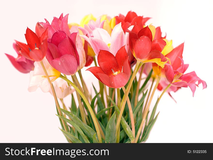Wild red, pink and yellow tulips