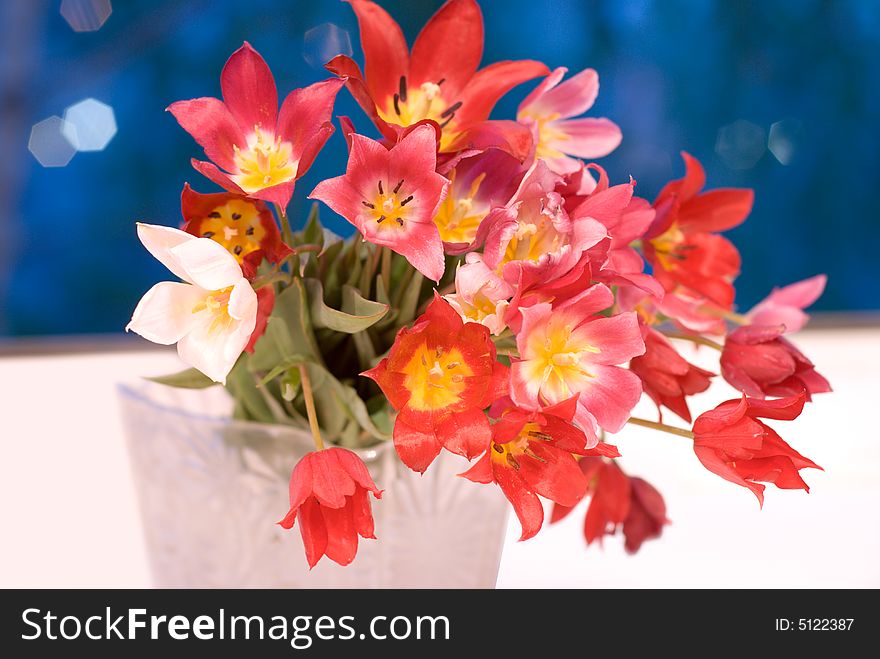 Bunch of wild tulips on white background. Bunch of wild tulips on white background