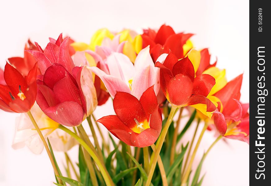 Wild Red, Pink And Yellow Tulips