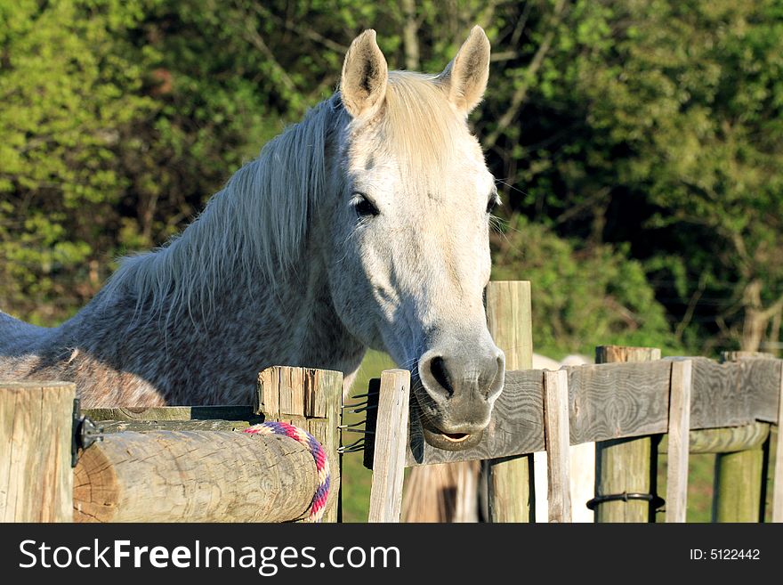 A white horse by wooden fence.