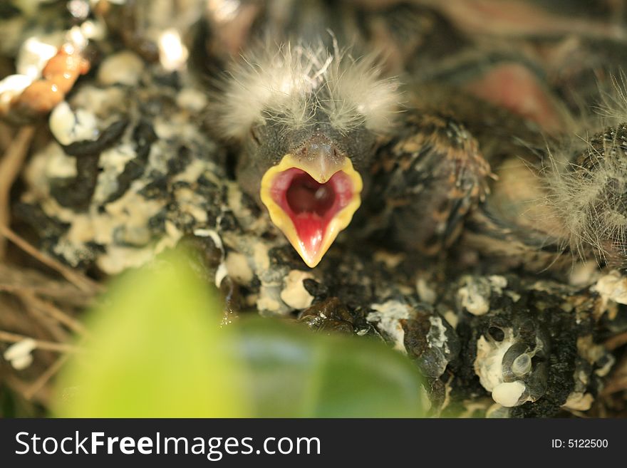 Baby house finch waiting to be fed. Baby house finch waiting to be fed.