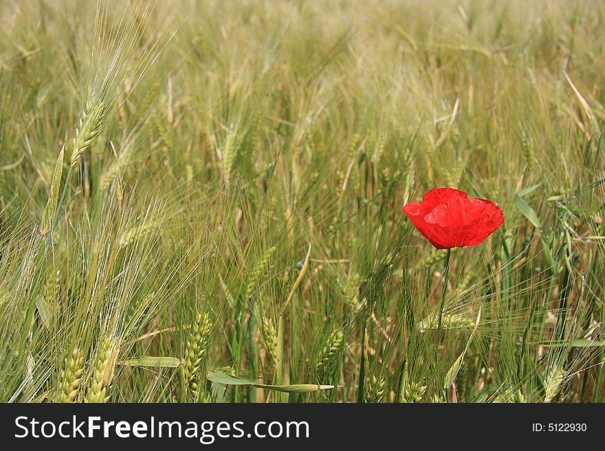 A red poppy isolated on a wheat field. A red poppy isolated on a wheat field