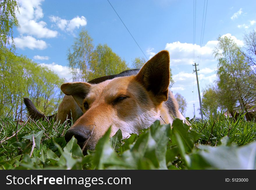 The dog sleeping on a grass