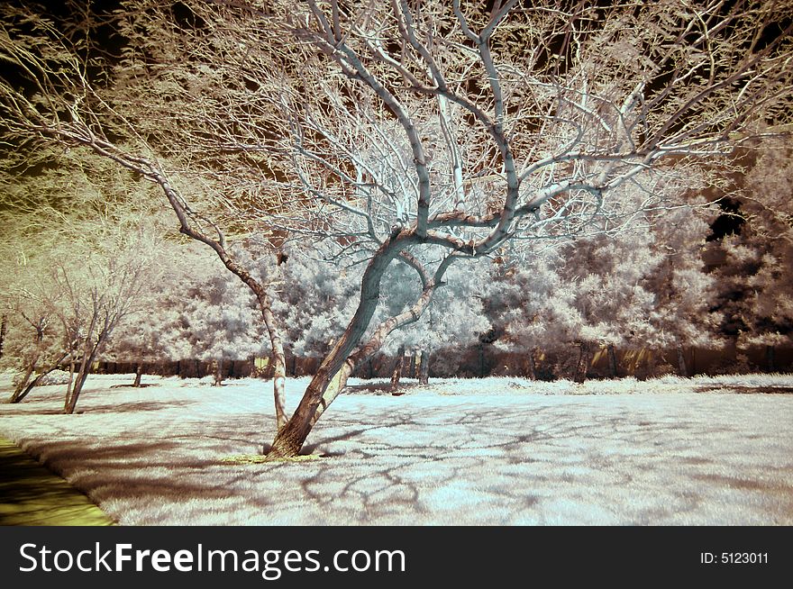 Infrared tree in a park