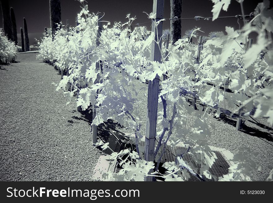 Black and white vineyard in infrared. Black and white vineyard in infrared